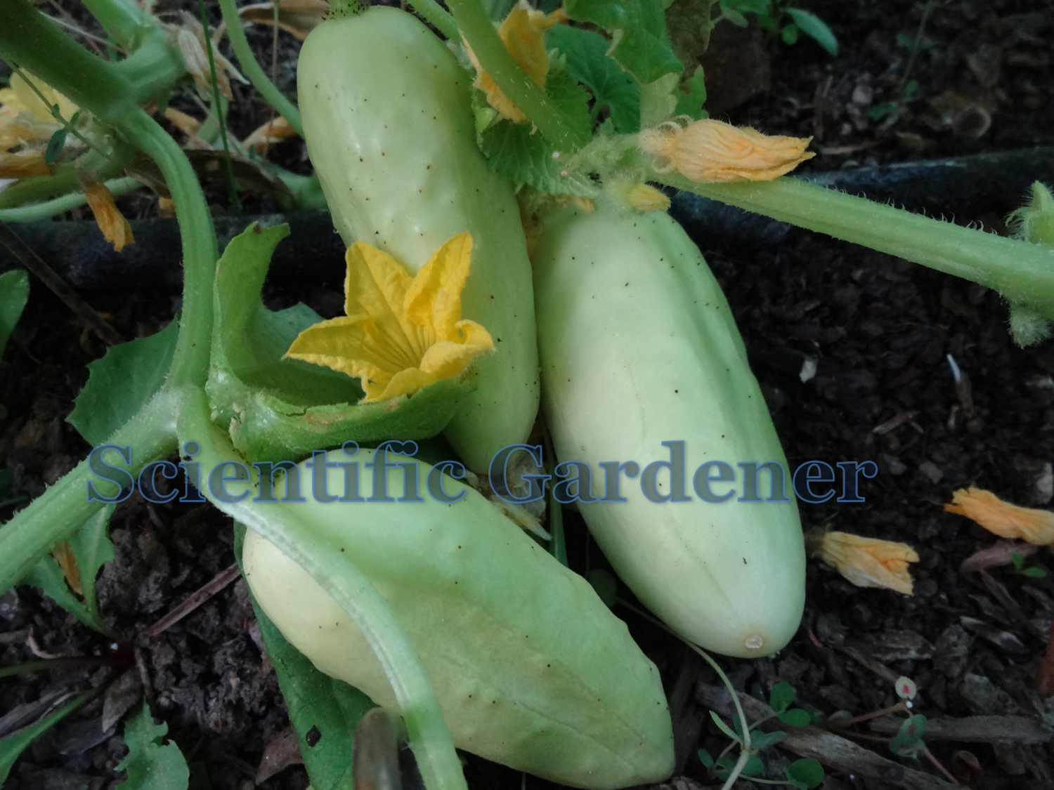 The Scientific Gardener Salt and Pepper Cucumber