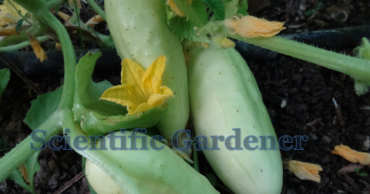 The Scientific Gardener Salt and Pepper Cucumber