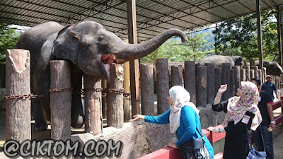 Selendang bermesra dengan pecinta gajah, miss athirah :)