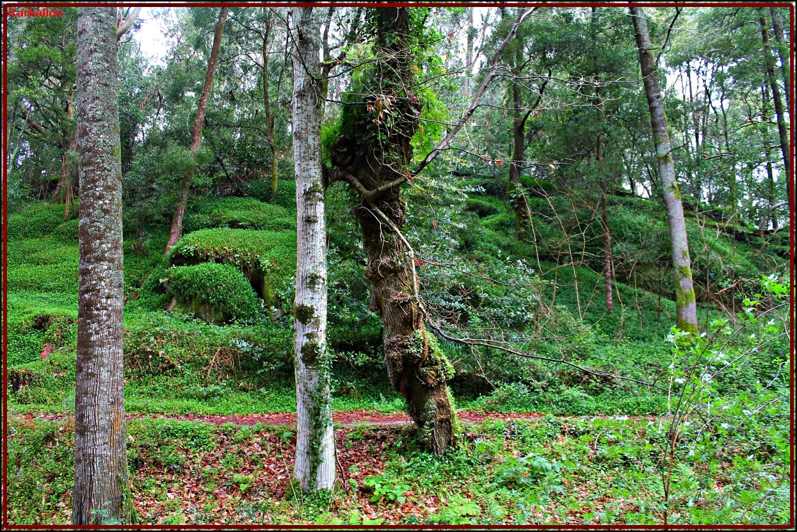 El Blog de Karkallón O FRENDOALEL BOSQUE ENCANTADO.