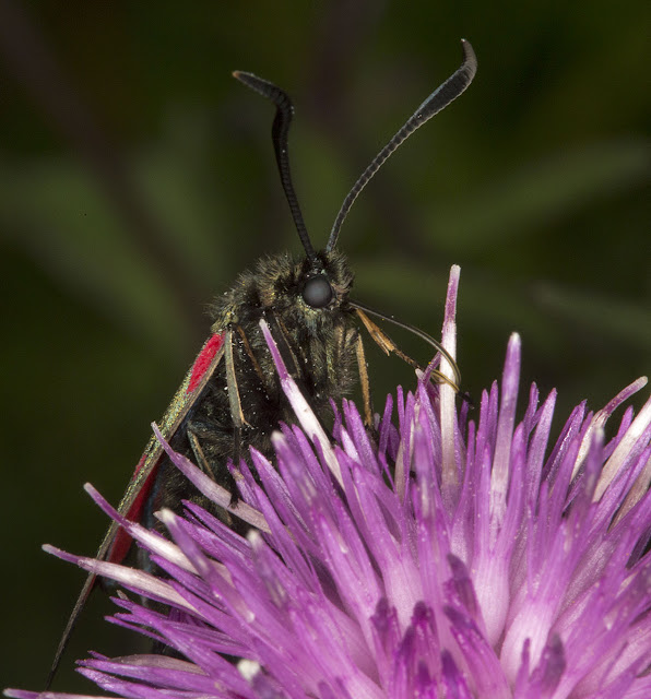 Six-spot Burnet, Zygaena filipendulae stephensii.  High Elms Country Park, 2 August 2012.