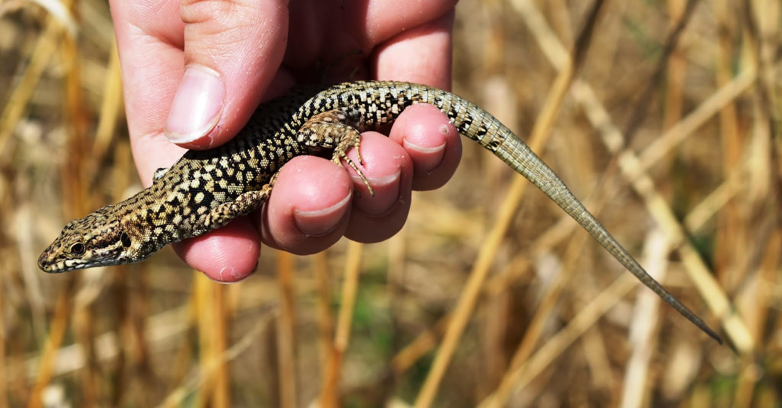 The Bald Birder (and Moffer) Common Wall Lizards August 2019, La Jard