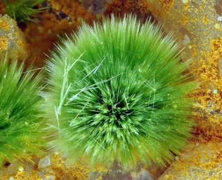 Acicular agardite-Ce. Photo: Joy Desor Mineralanalytik