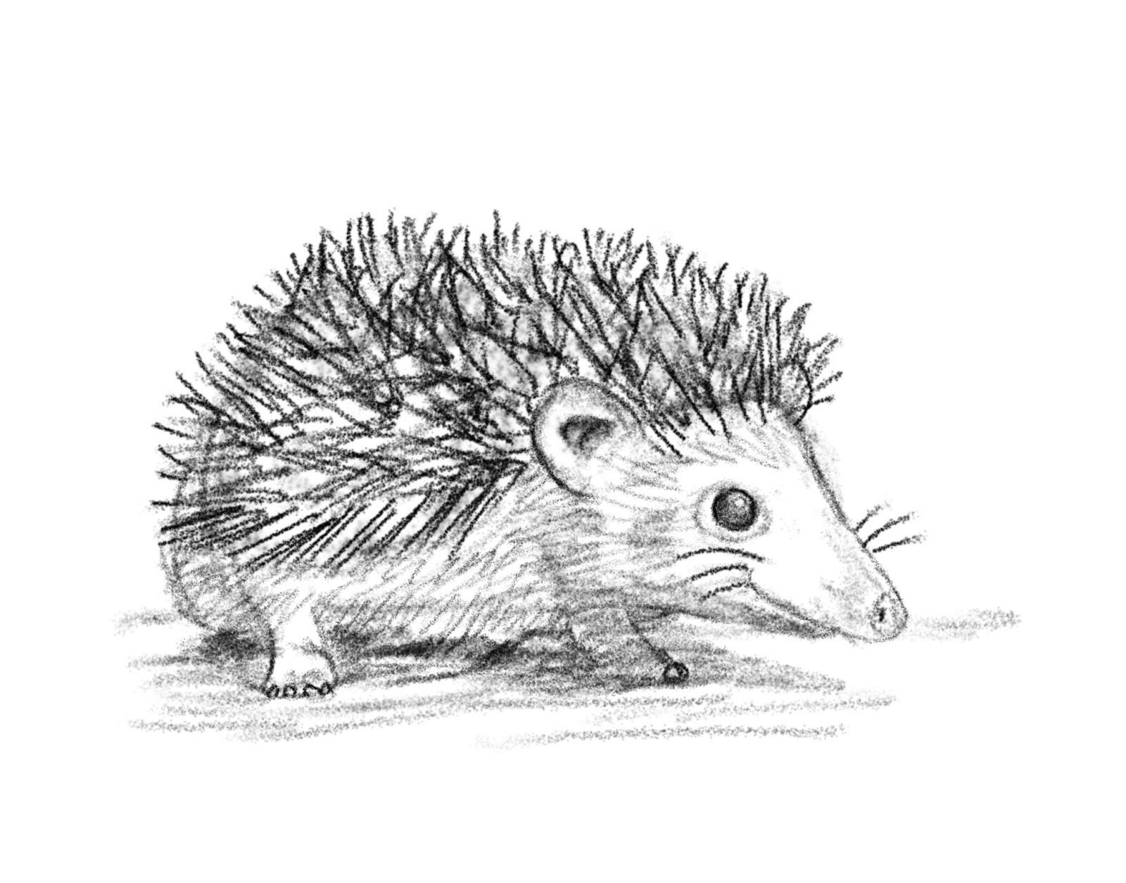 New Sketch Hedgehog Drawing for Kids