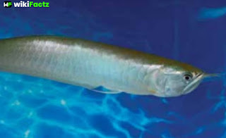 Some Interesting Facts About Arowanas