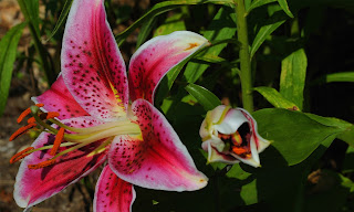 Lilium - Lilies HD wallpapers