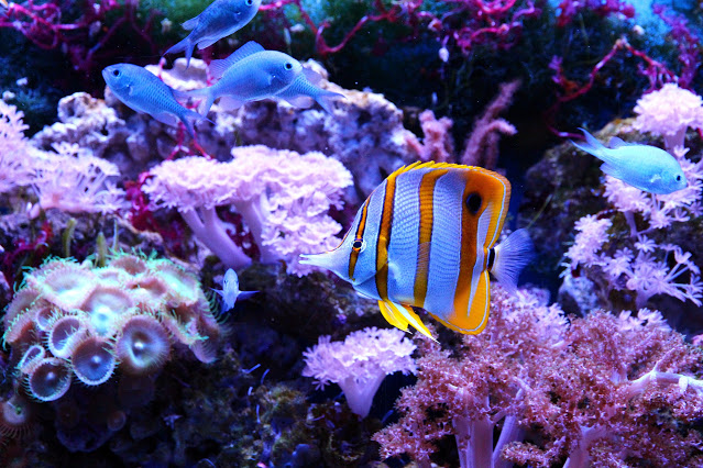 copperband butterflyfish hias lampu hewan ruparupa aquascape unwind jendelahewan fishkeepingforever dekoratif fungsional