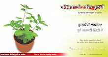 वित्रता-की-शक्ति-तुलसी, Pavitrata-ki-shakti-tulsi, tulsi ki shakti in hindi, तुलसी की शक्ति  in hindi, tulsi in hindi, tulsi leaves in hindi, pavitrata se tulsi in hindi, tulsi tree hindi, shakti se tulsi in hindi,  religious importance of Tulsi plant in hindi, importance of shaligram in hindi, swasth swasthya ke liey tulsi ka upayog, basil leaves increase immunity in hindi, be careful with these things in hindi, sanctity strength of Tulsi in hindi, Be careful with these things in hindi, Tulsi dried plants should not be kept if the tulsi plant is dried in the house, it  should dedicate it to holy water in hindi, Tulsi dry plant is considered an inauspicious sign in the house in hindi, The second plant should be planted soon after removing the dry tusli plants in hindi, Being in the house of Tulsi improves all the economic condition and negative Benergy can not enter the house in hindi, There is always the habit of positive energy in the house in hindi, Being in Tulsi does not have a bad effect in house, negative energy is the end of all types in hindi, According to religious scriptures the leaves of Tulsi should not be broken on the day of Ekadashi, Lunar eclipse day, Solar eclipse day in hindi, Every day lit should be near tulsi, by doing so Lakshmi's grace always remains in hindi, Tulsi health benefits in hindi, Tulsi ke fayde in hindi, Tulsi plant in hindi, Tulsi ke shakti in hindi, Tulsi poojniya in hindi, pavir tulsi in hindi, Tulsi se labh in hindi, Tulsi side effects in hindi, Tulsi ka upyog in hindi, Tulsi leaf in hindi, tulsi leaves in hindi, Tulsi herb in hindi, tulsi hindi, tulsi ka upyog in hindi, tulsi ka priyog in hindi, Tulsi uttam for health in hindi, sirf tulsi in hindi, tulsi hi tulsi in hindi, tulsi ki poorn jankari in hindi, samast vishwa ke liye tulsi in hindi, sakshambano in hindi, संक्षमबनों इन हिन्दी में, sakshambano, sakshambano ka uddeshya, latest viral post of sakshambano website, sakshambano pdf hindi,