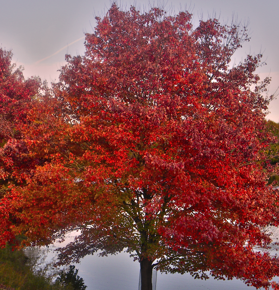 Stories from the Wigwam: Medicinal Monday... the Mighty Red Maple Tree