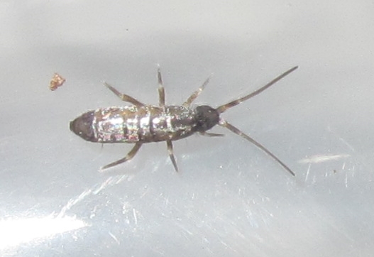 GiantSilverSpringtail%25234.JPG