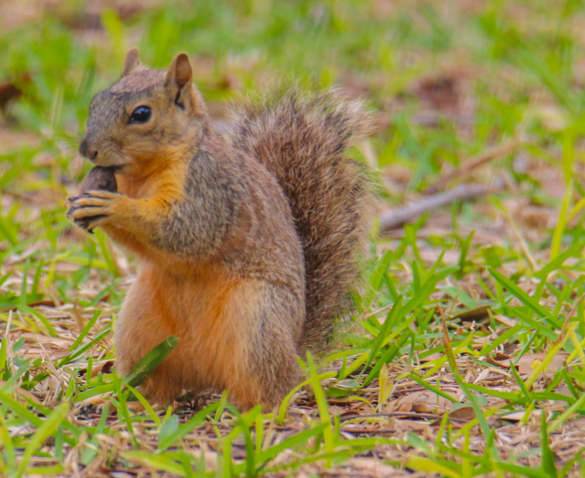 Cannundrums Texas Fox Squirrel