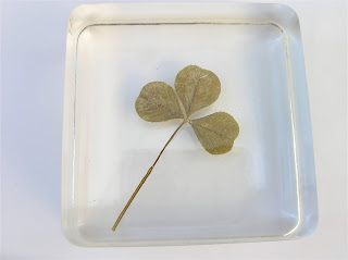 Real pressed Shamrock paperweight