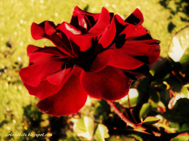 Beleza... / Beauty... Fecho-te apenas, nos meus olhos... para permaneceres no meu sonho... / I'll just close you in my eyes... for you to remain in my dream...