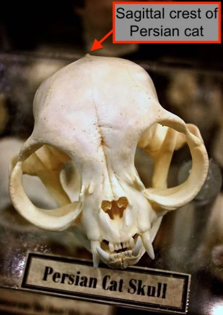 Persian cat skull showing sagittal crest