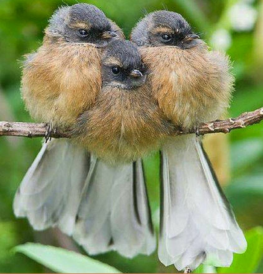 Cute Animals and Birds HD (High Definition) Wallpapers Amazing World