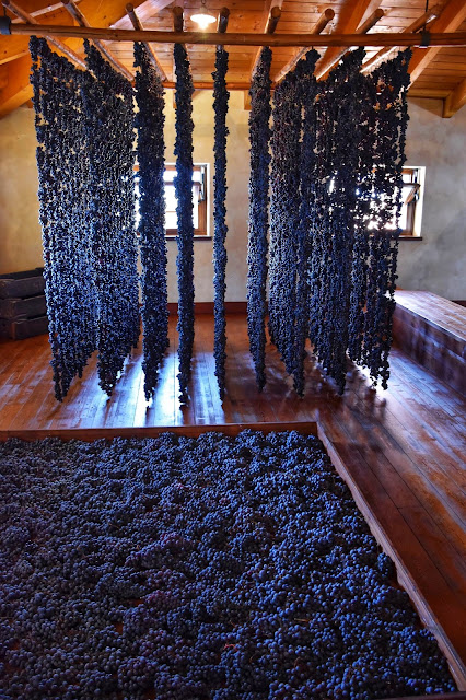 Drying grapes for Appassimento on display at Cantina Valpolicella Negrar. Photo by Greg Hudson