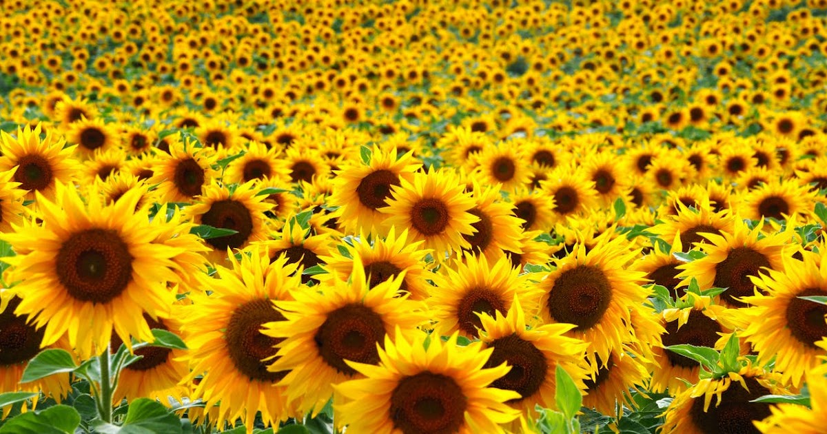 A View From Above A Field of Sunflowers