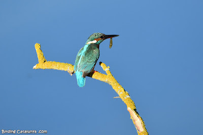 Blauet a la Reserva de Sebes