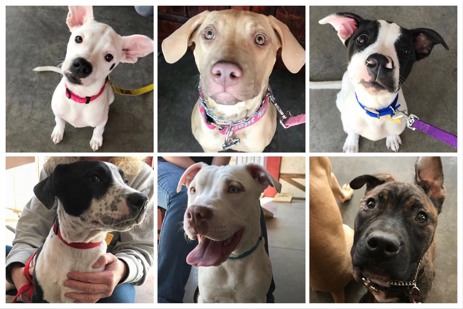 Pitbull Puppy Rescue Mn / MN Pit Bull Rescue 4.22.19 Business Bark Out