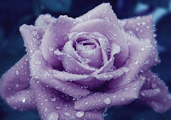 purple roses rose flowers desktop wallpapers bouquet flower background backgrounds lavender pink dewy pretty orange 3d december 1024 google yellow