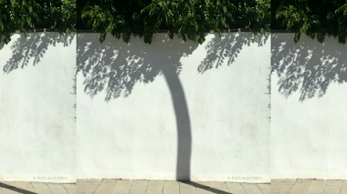 Sombras chinescas. El árbol que fue poste (y viceversa)