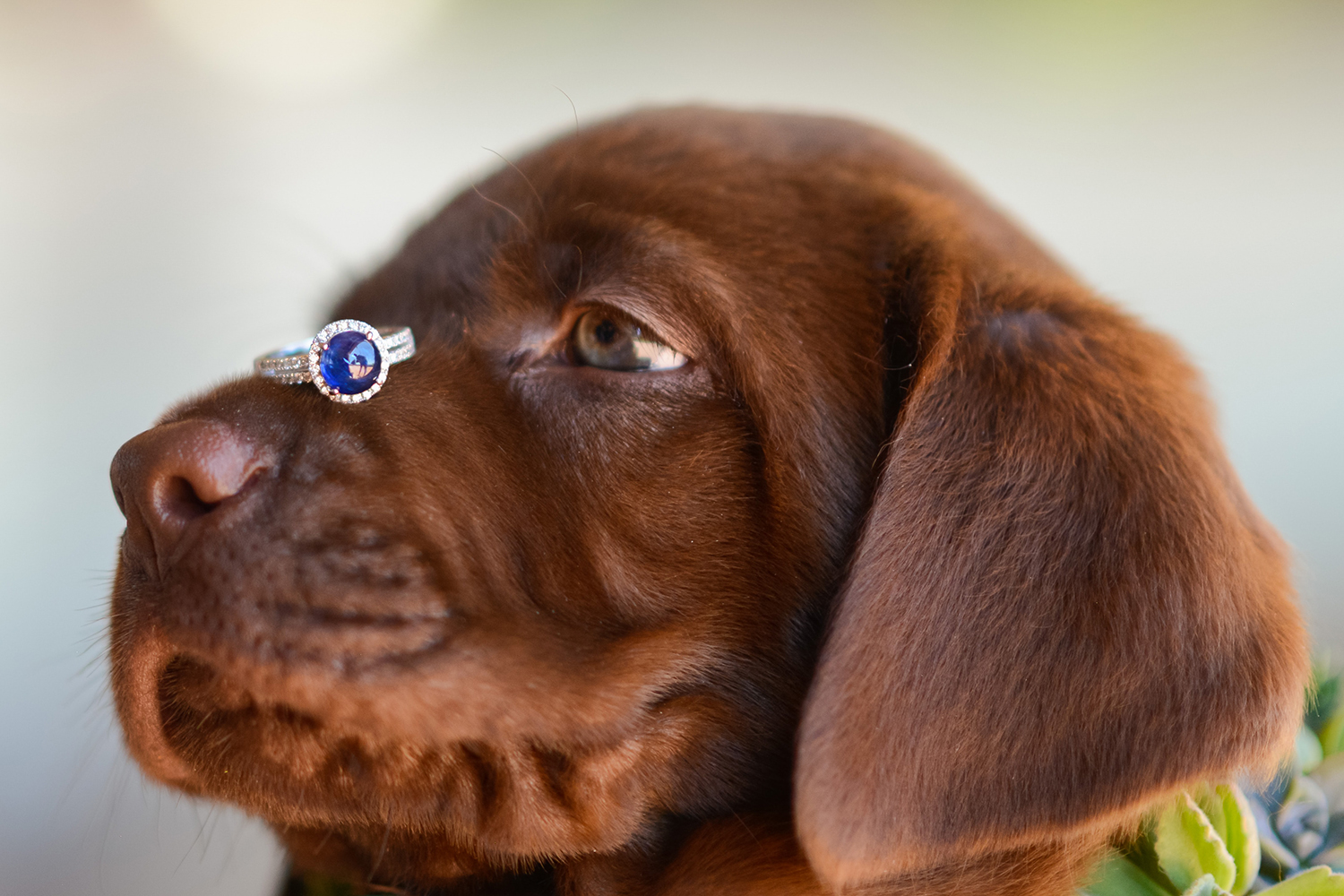 ga zo door dik Diploma Dog behaviourist reveals how to teach your dog to be the perfect ring  bearer | Australian Dog Lover