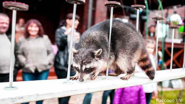 How to Train a Raccoon?