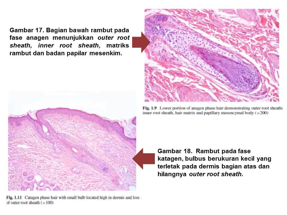 Reza Aditya Digambiro: Histologi Kulit Normal dan Perubahan yang ...