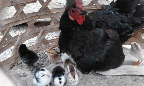 Bisakah Kucing Makan Ayam Mentah?