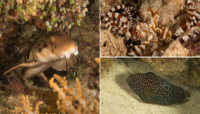 Misool, Tempat Penyelaman Terbaik Di Dunia  