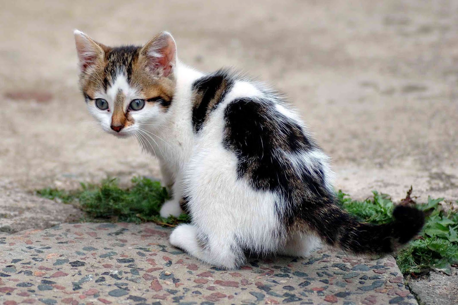 Wallpaper Kucing Tercantik Di Dunia Comel