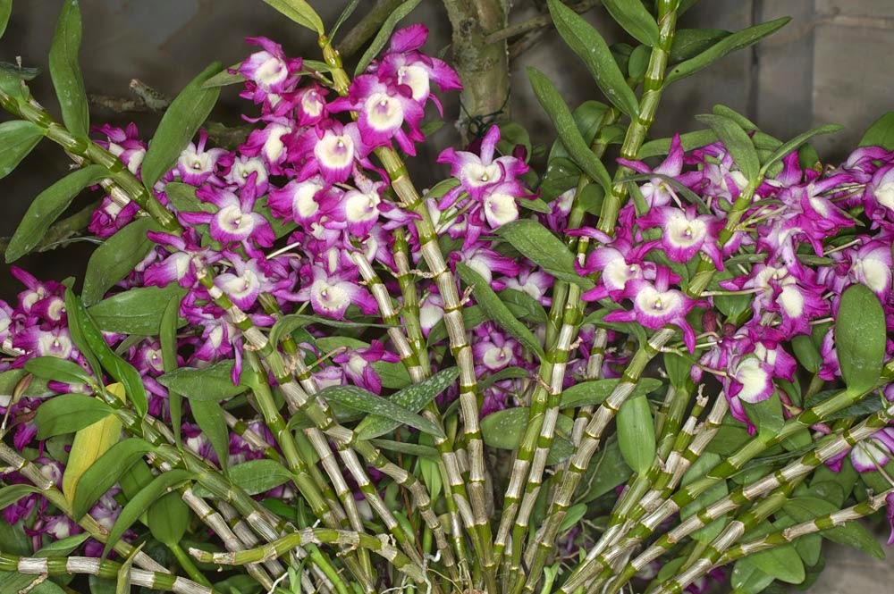  Cara  Merawat  Tanaman Dan Aneka Tanaman Hias Dendrobium  