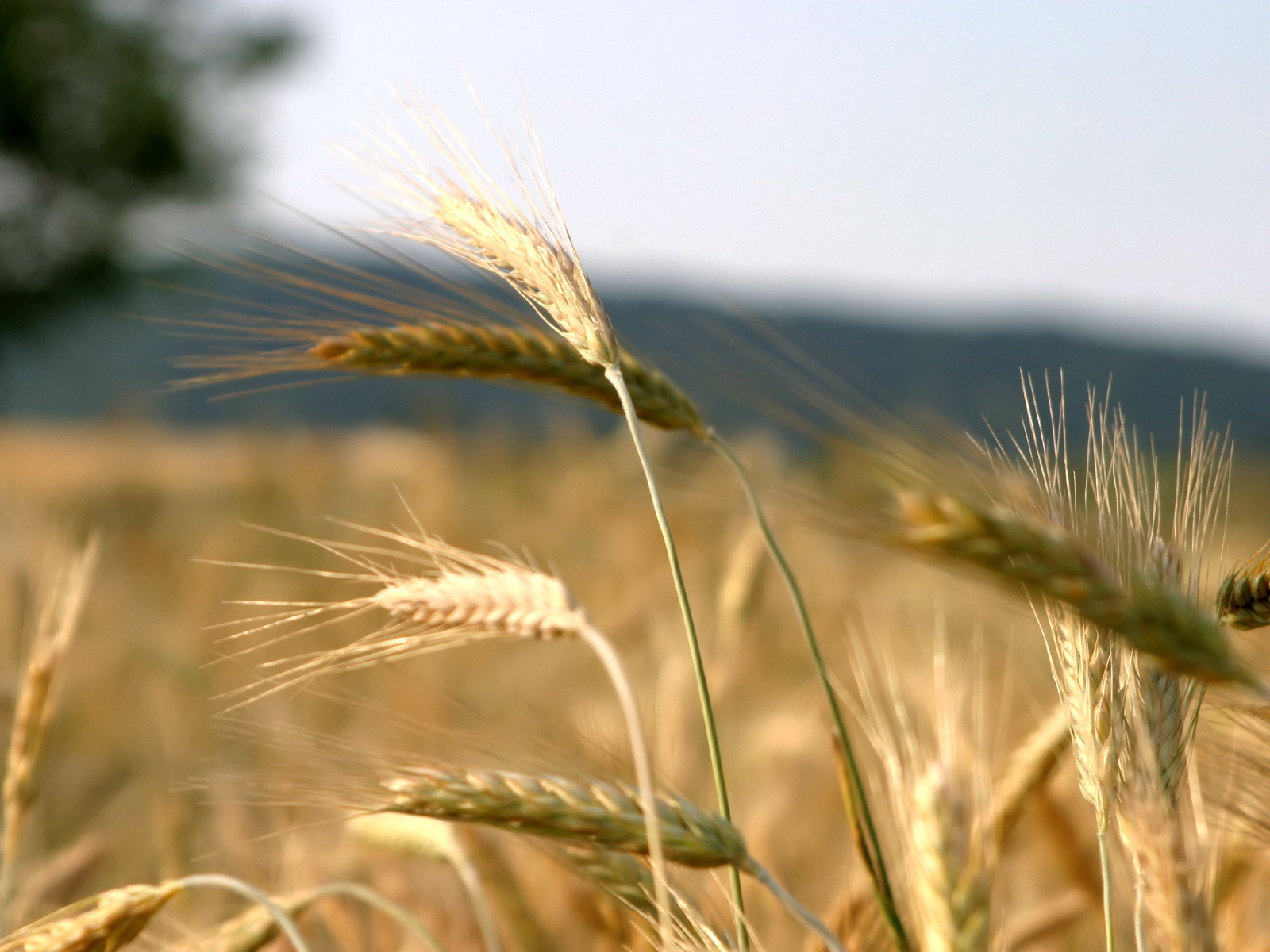 Beautiful Nature HD wallpapers | Natural HD wallpaper | Nature | Beautiful Wallpaper | HOT