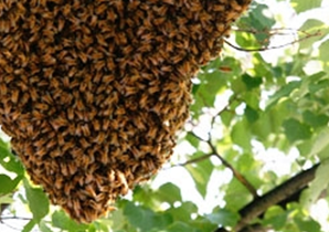 Tafsir Mimpi Dikejar Lebah Berdasarkan Primbon Jawa Dan Menurut Islam Yg  Lengkap