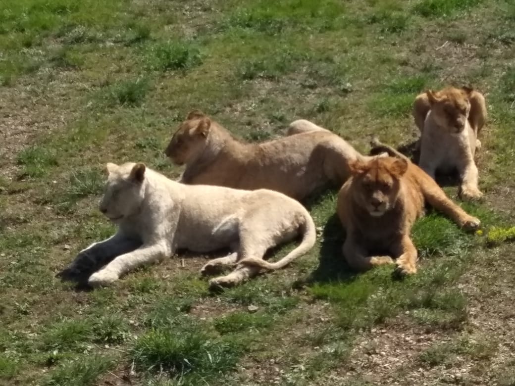 тайган люська и степка сегодня