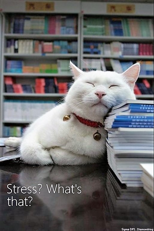 Cat Chit Chat Reasons female cats pee on things