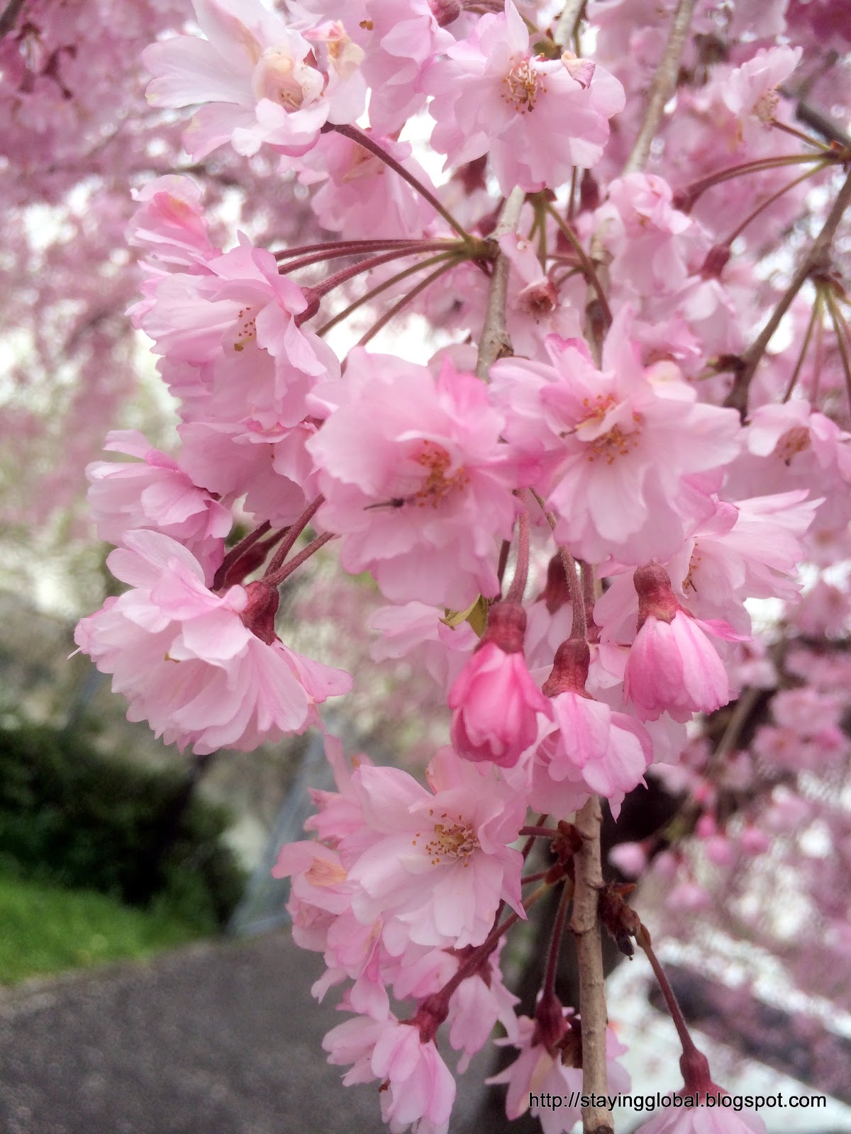 Kikuko S Website Togokusan Fruits Park