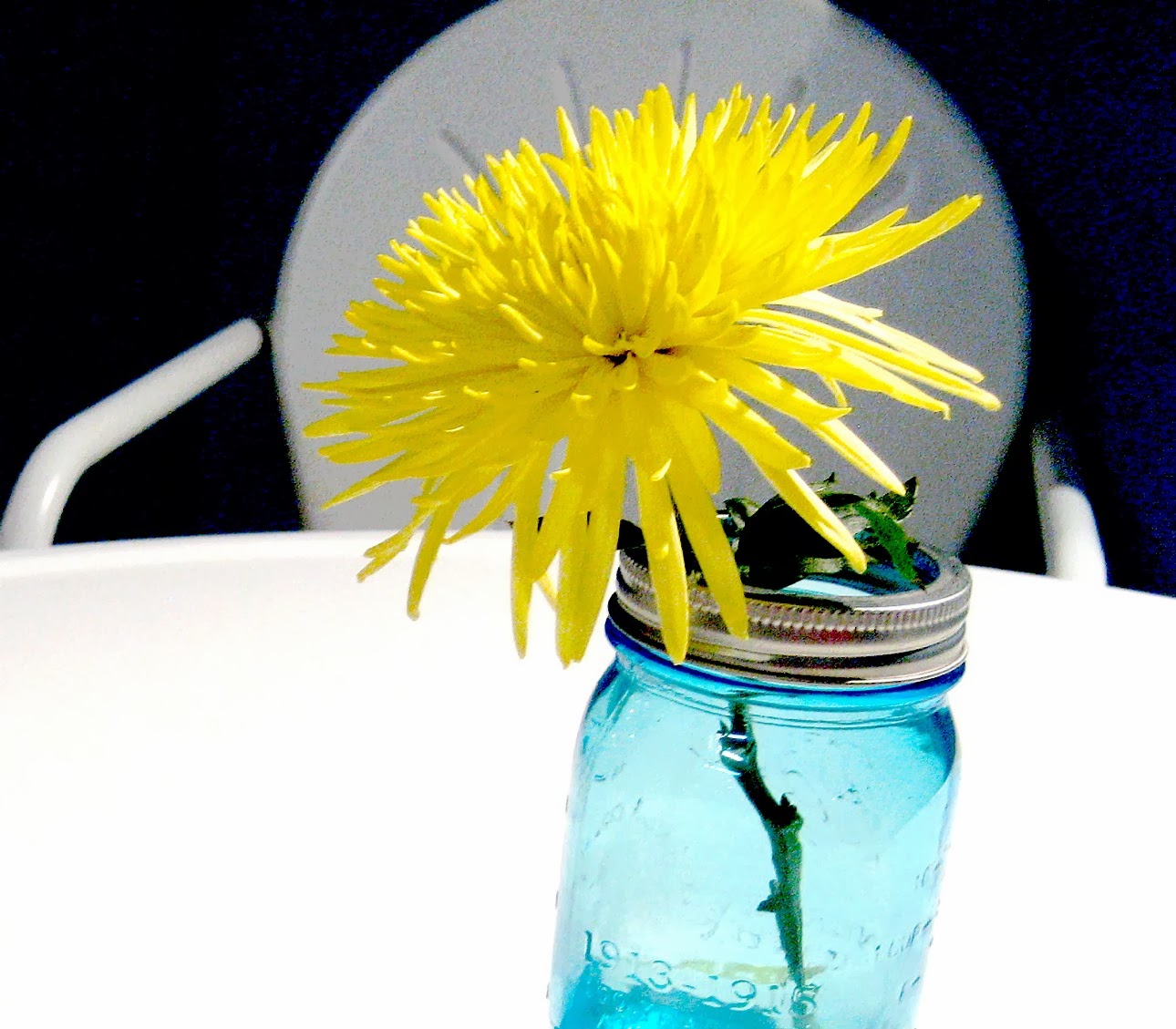 Living Rootless Lafayette The Yellow Flower in the Blue Jar