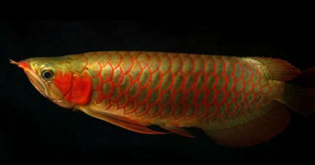 5 Cara Mengeluarkan Warna Ikan Arwana Tips Ikan