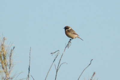 Mascle de bitxac (Saxicola rubicola)