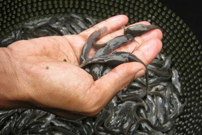 benih bibit ikan lele Panduan Lengkap Budidaya Ikan Lele di Kolam Terpal Bagi Pemula