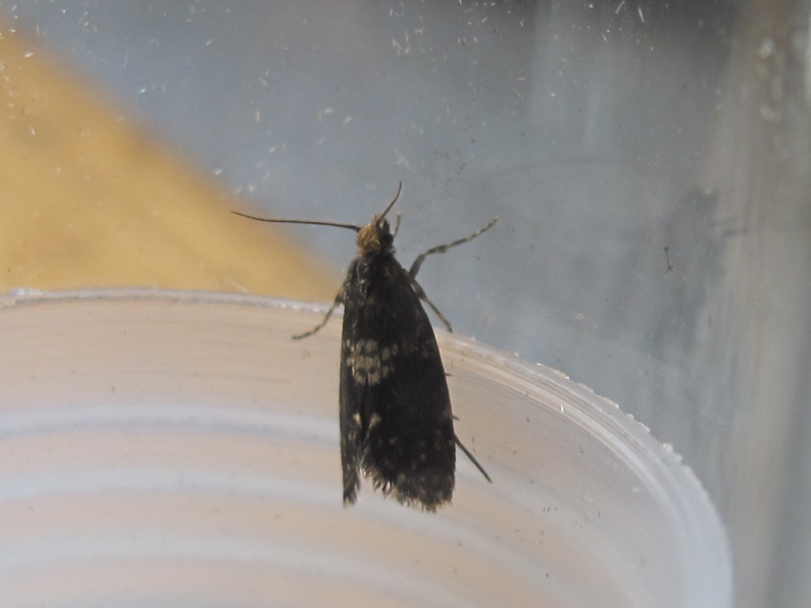 Monmouthshire Moth and Butterfly Group Bagworms and Clearwings