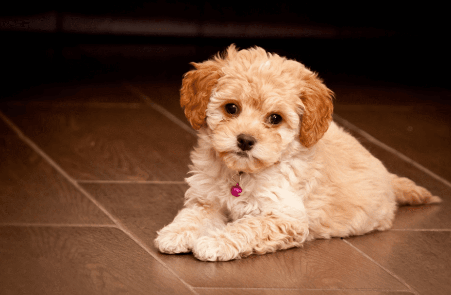 Maltipoo Dog Breed Guide Maltipoo