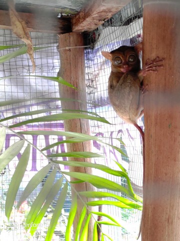 tarsius belitung