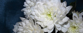 valkoinen kukka, krysanteemi