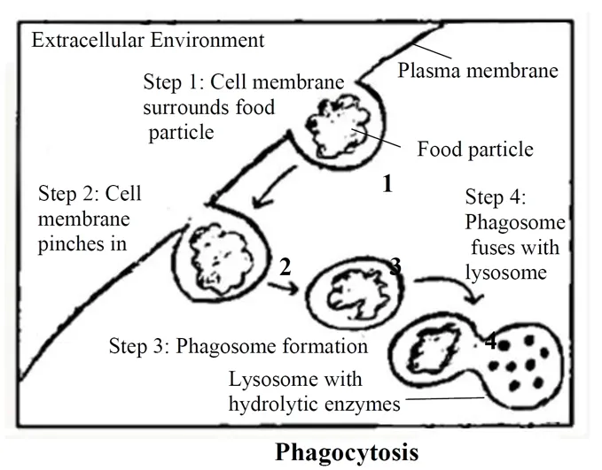 diagram illustrating endocytosis