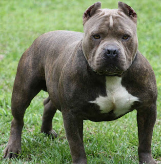 Most powerful dogs breeds in the world