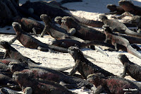 Punta Espinosa Marine Iguanas Sun Bathing, Fernandina, Galapagos