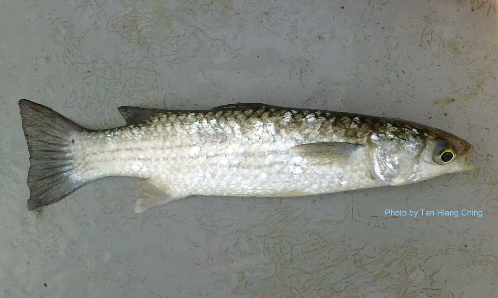 Gambar Ikan Belanak