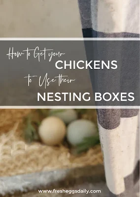 how to get your chickens to lay eggs in their nesting boxes